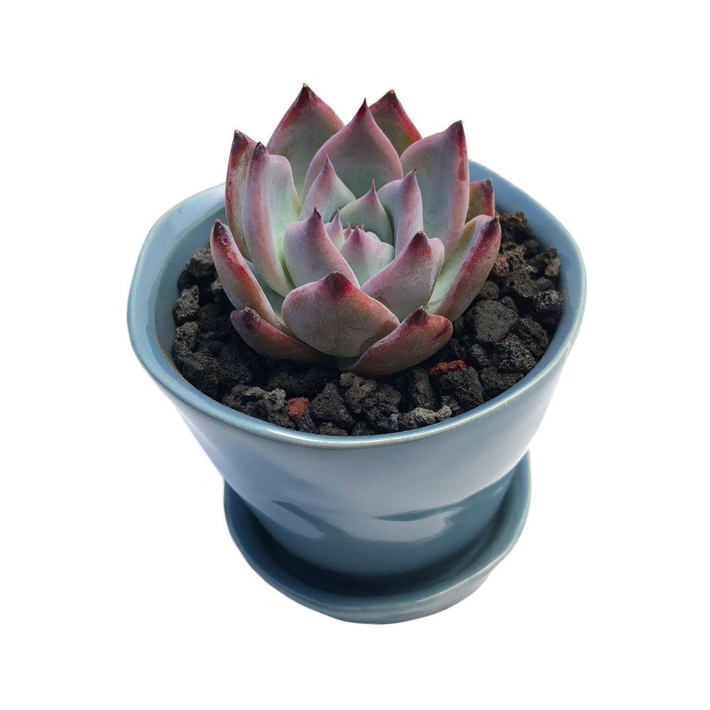 Echeveria Black Sabbath