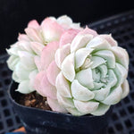 PRESALE Echeveria Hughmillus, Cluster, (Random)