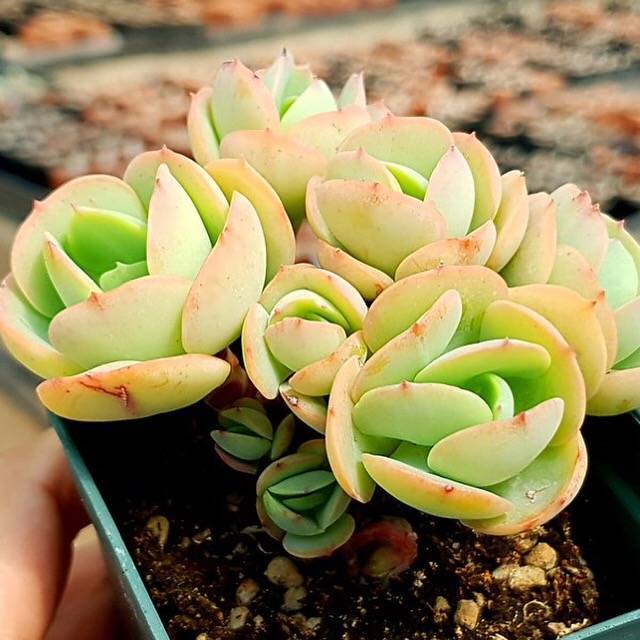 peach egg succulent PRESALE Echeveria Peach Pride, Cluster, (Not So Random) – Cedar Creek  Farmhouse
