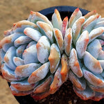 PRESALE Echeveria Monroe, Double, (Random)