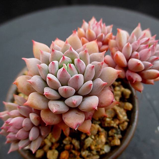 PRESALE Echeveria Chrissy n Ryan, Non-Crested, (Not so Random)