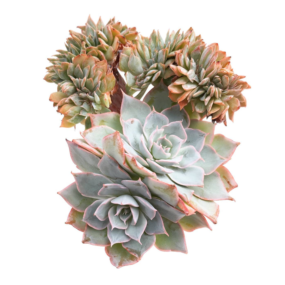 peacockii succulent Echeveria Peacockii, Cristata – Cedar Creek Farmhouse