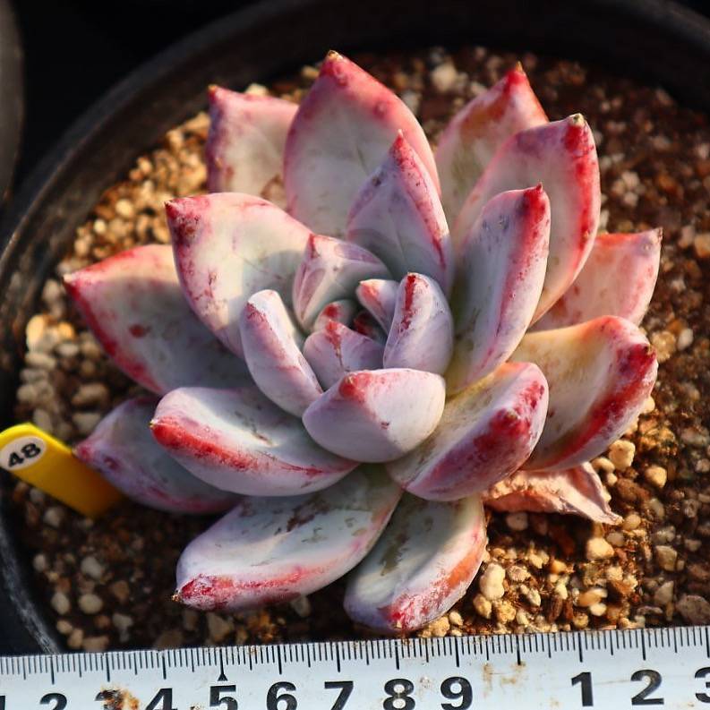 Echeveria Colorata Sp.