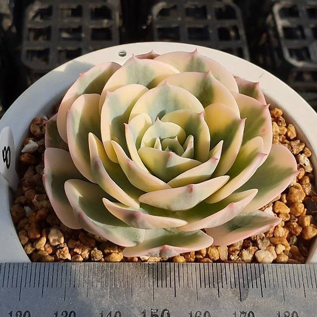 MOTHER'S DAY WEEKEND FLASH SALE! PRESALE Echeveria Lenore Dean, (Random)