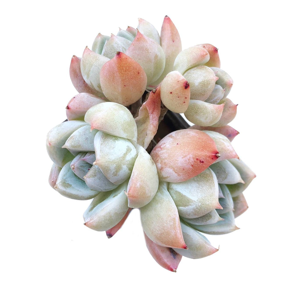 Echeveria Alba Beauty