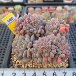 PRESALE Echeveria Chrissy n Ryan Cristata, (Random)