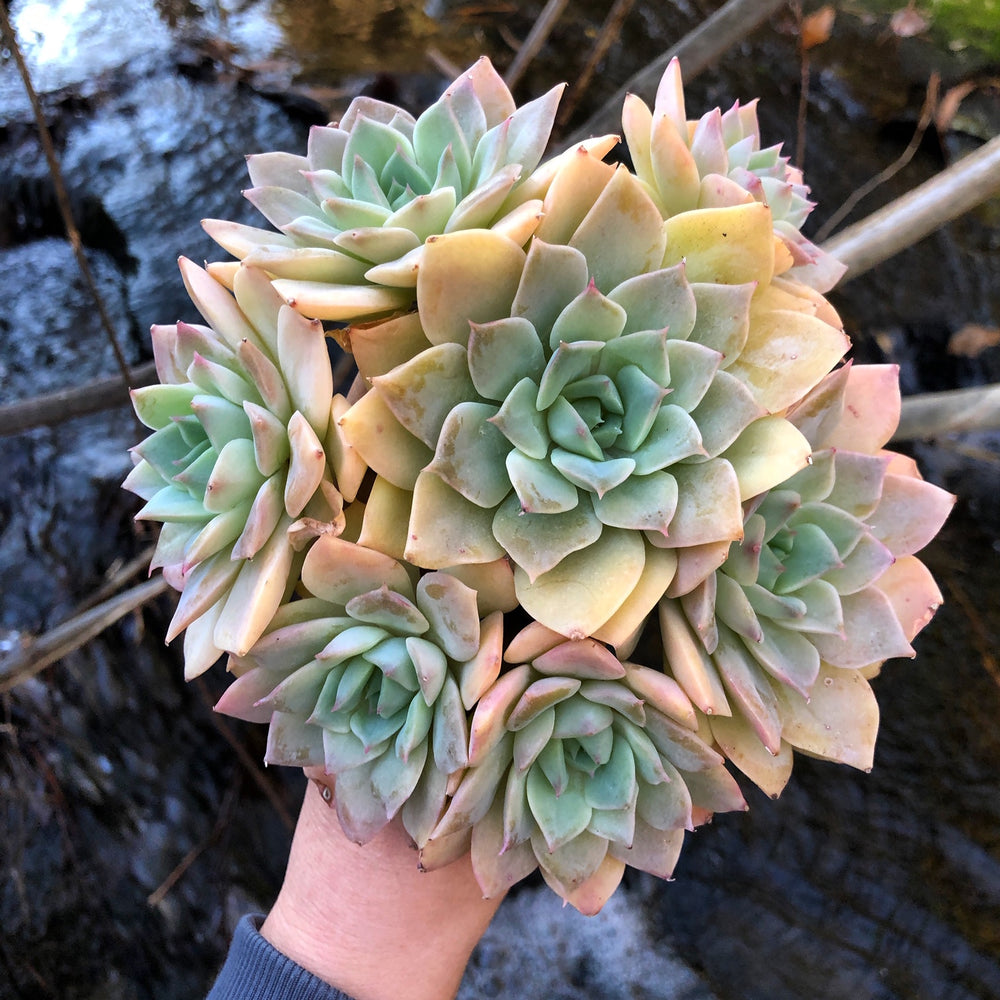 etsy queen of succulents Echeveria Fun Queen, Cluster – Cedar Creek Farmhouse