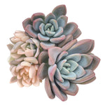 SPECIAL REQUESTS- Graptoveria Opalina, Cluster
