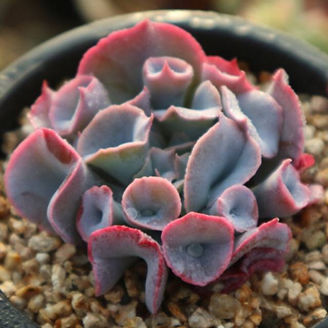 PRESALE Echeveria Trumpet Pinky, (Random)