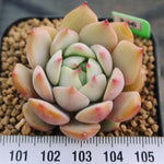 BLACK FRIDAY SNEAK, Echeveria Baldi, (Random)