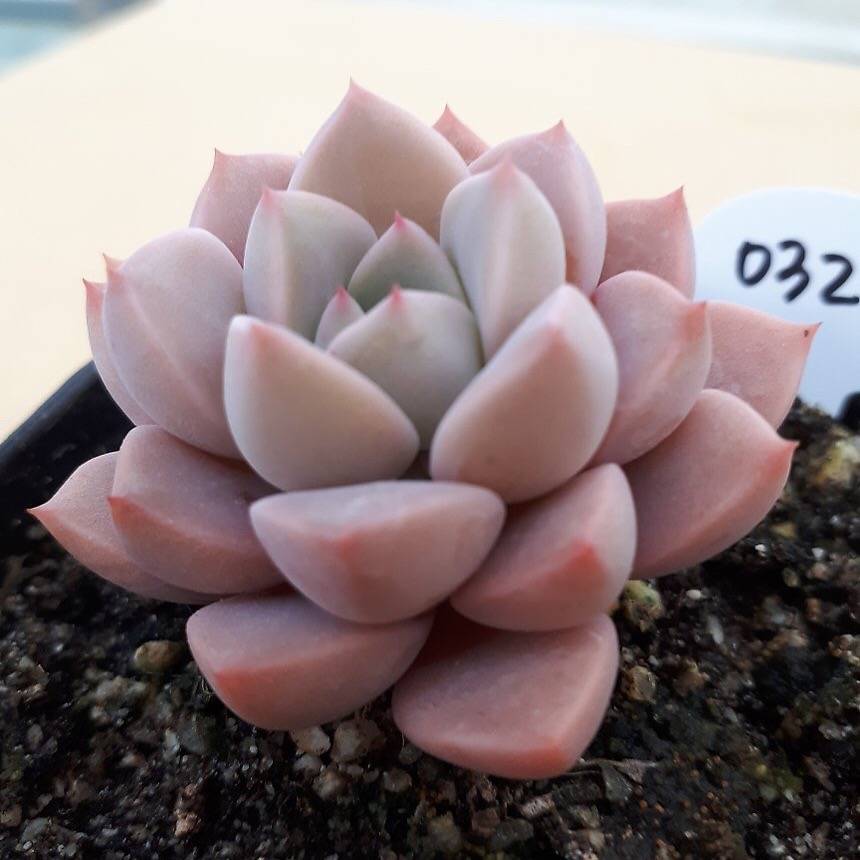 PRESALE Echeveria Pretty in Pink, (Not so Random)