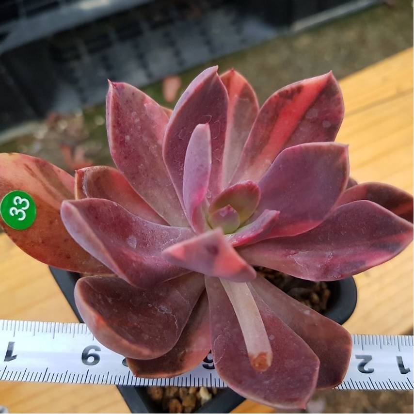 PRESALE Echeveria Hanaikada, Lightly Variegated, (Not so Random)