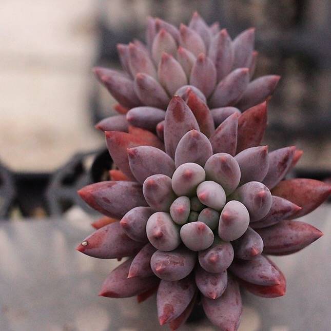 Pachyphytum Angel Fingers-- HUGE!, (Not so Random) – Cedar Creek Farmhouse