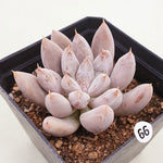 PRESALE Echeveria Tolimanensis, (Random)