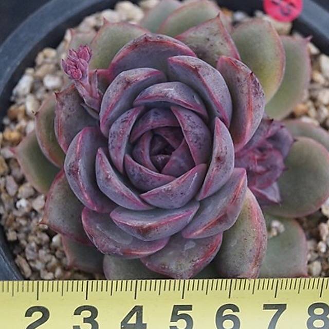 PRESALE Echeveria Black Queen Hybrid, (Random)