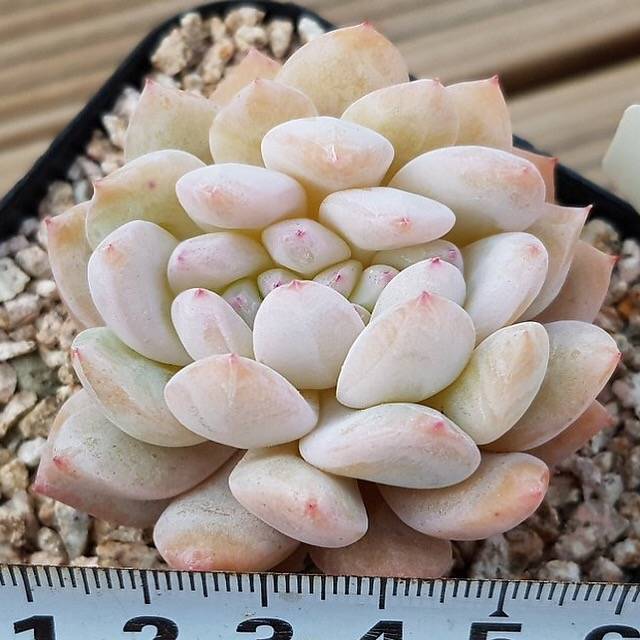 PRESALE Echeveria Monroe, Cristata, (Not so Random)