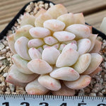 PRESALE Echeveria Monroe, Cristata, (Not so Random)