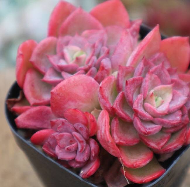 PRESALE Echeveria Noble, Cluster, (Random)