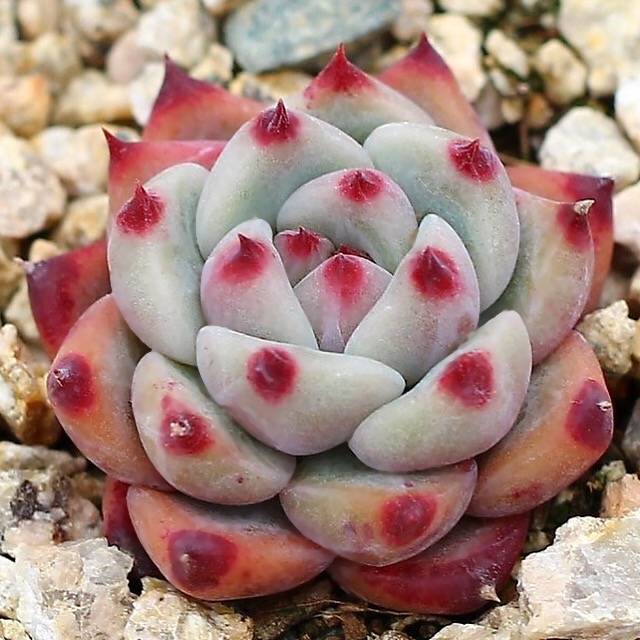 SPECIAL!! JUST CART! PRESALE Echeveria Colorata Hybrid