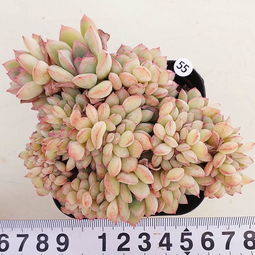 PRESALE Echeveria Brave, (Not so Random)