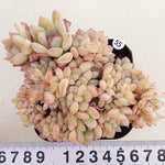 PRESALE Echeveria Brave, (Not so Random)