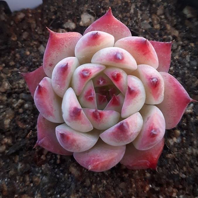 PRESALE Echeveria Chihuahuaensis cv, (Random)