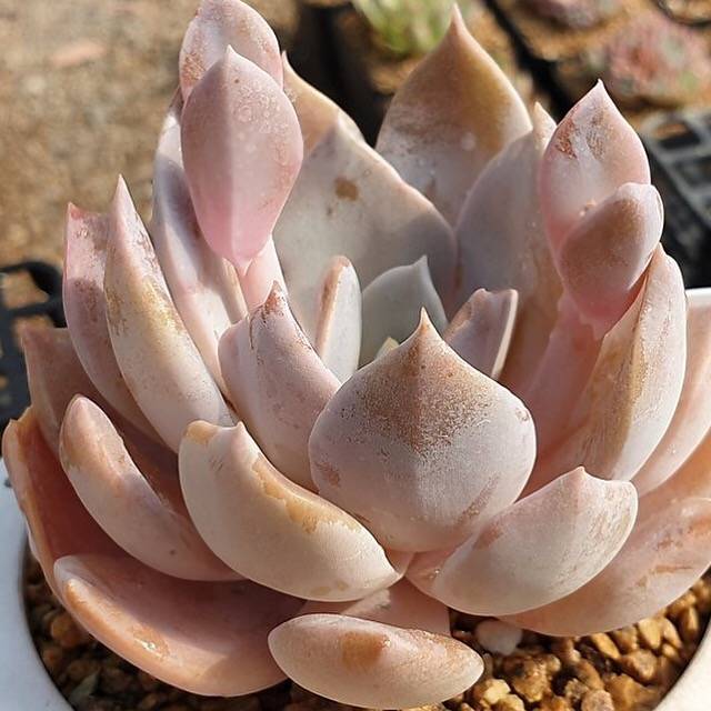 PRESALE Echeveria Grouse, (Random)