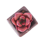 Echeveria 'Giant Pink'