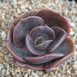 PRESALE Echeveria Blue Metal, (Random)