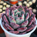 Sale! Echeveria 'Still Heart'