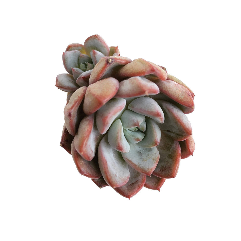 The GOOD, The BAD and The UGLY SALE! Echeveria Subcorymbosa Hybrid