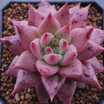 Echeveria Agavoides Sirius, (Not so Random)