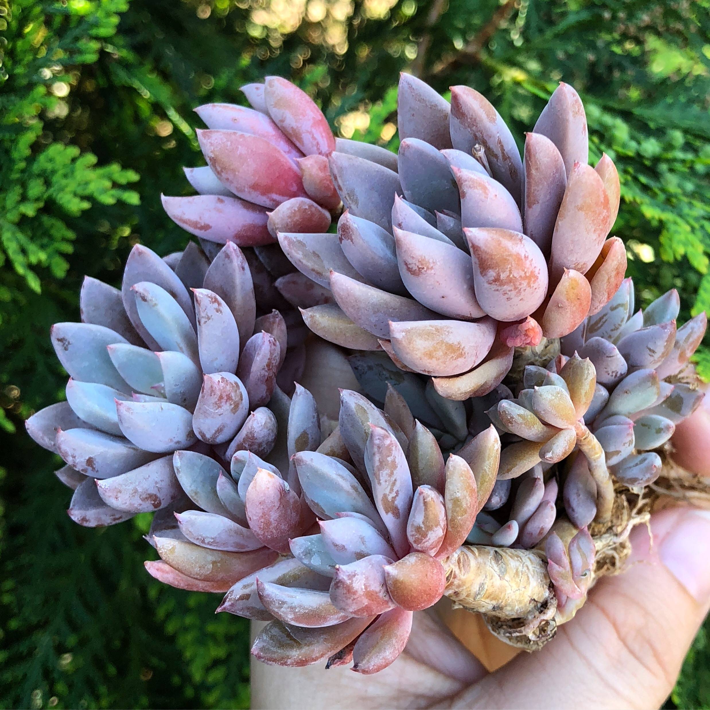 sugar jelly succulent Echeveria Sugar Jelly Cluster – Cedar Creek Farmhouse