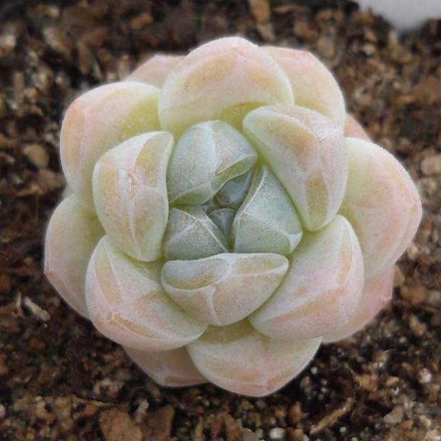 PRESALE Echeveria Ice Green, (Random)