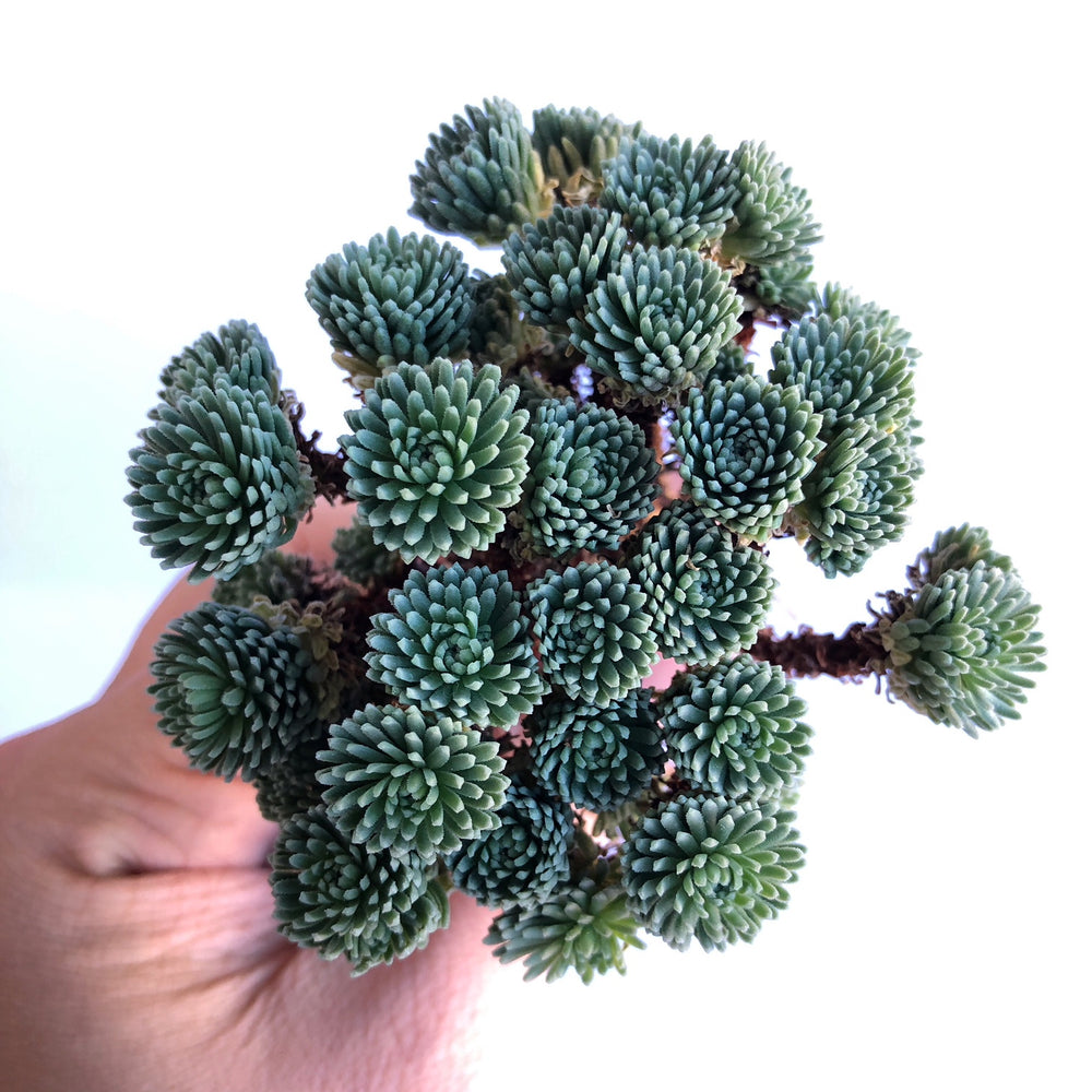 CYBER MONDAY SNEAK PREVIEW, Sedum Multiceps, (Random)