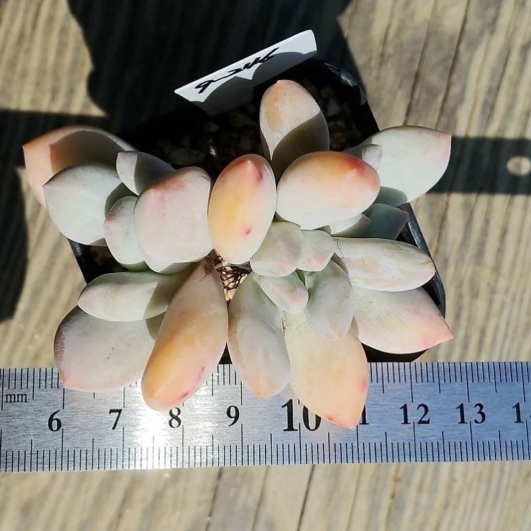 Pachyphytum Sp. #16 (Triple, but pulling mature leaves)