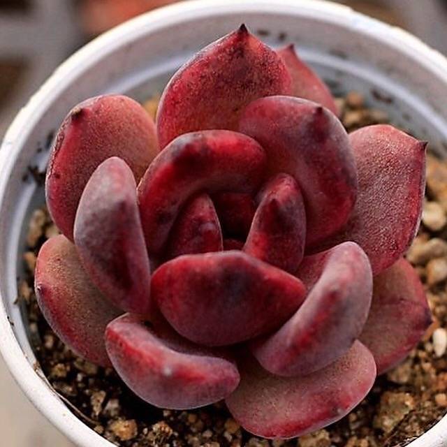 Echeveria Black Queen Hybrid