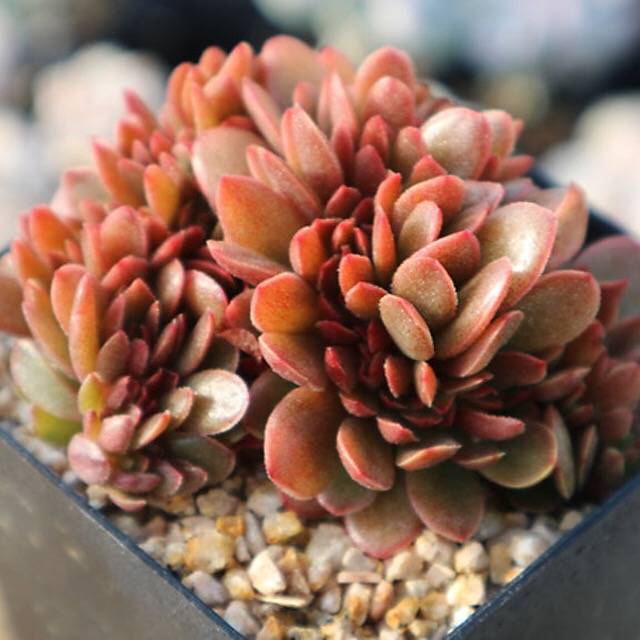 PRESALE Echeveria Ghidoric Iron, (Random)