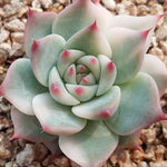 PRESALE Echeveria Chihuahuaensis, Variegata, (Random)