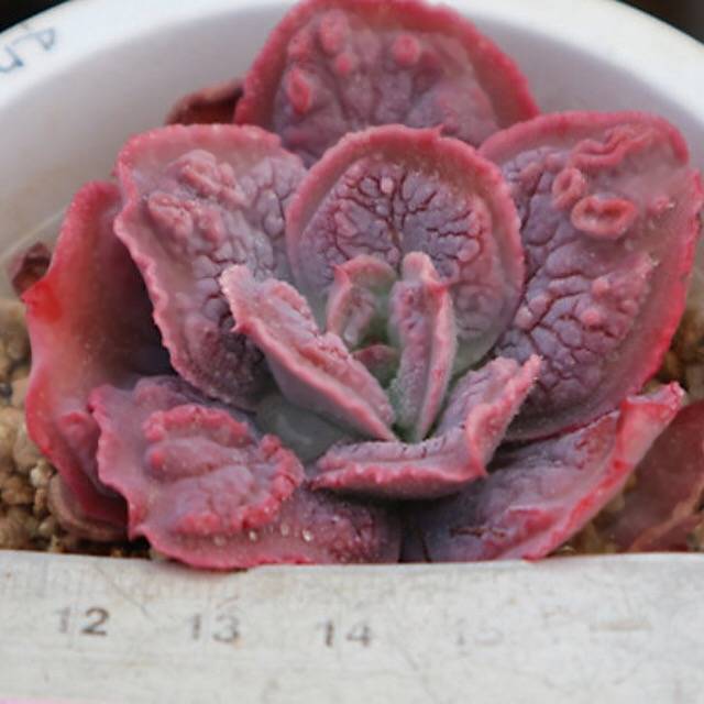 PRESALE Echeveria Linguaas, (Random)