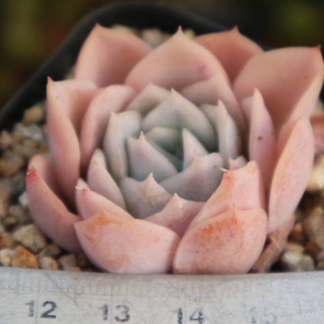 PRESALE Echeveria Jocelyn's Joy, (Random)