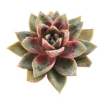 SALE! Echeveria Champagne, Germany