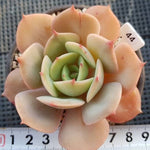 Echeveria White Snow, (Random)