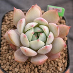 BLACK FRIDAY SNEAK, Echeveria Baldi, (Random)