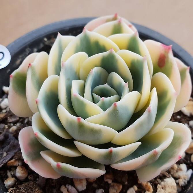 PRESALE Echeveria Lenore Dean, (Random)