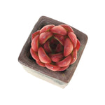 Echeveria Hybrid