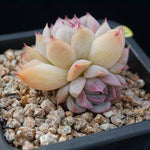 PRESALE Echeveria 'Polite,' (Random)