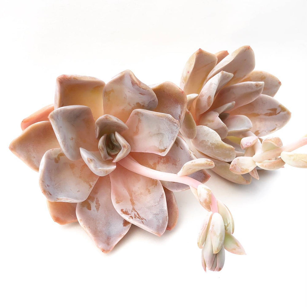 Echeveria Bambino, (Random)