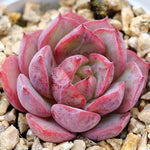 PRESALE Echeveria Love Fire x Lauii