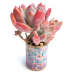 Echeveria Raleigh, Triple